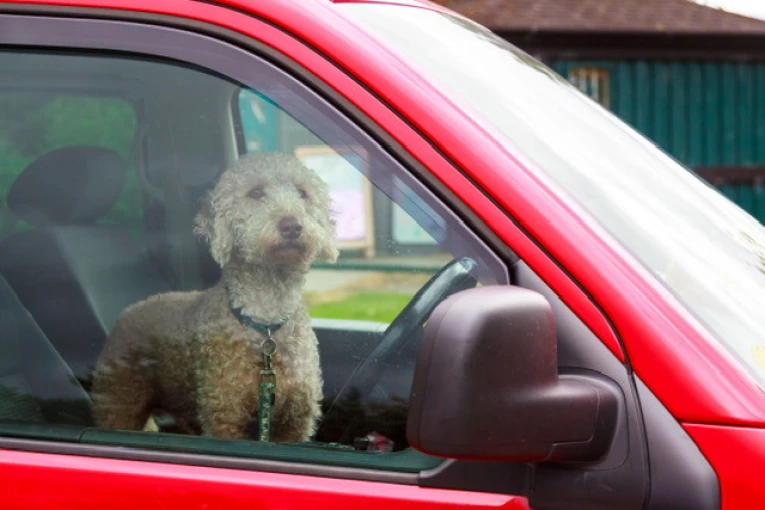 traveldog3.jpg?v=0 traveldog3.jpg?v=0