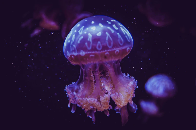 Φωτό: Unsplash Φωτό: Unsplash
