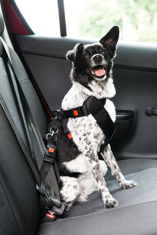 traveldog4.jpg?v=0 traveldog4.jpg?v=0