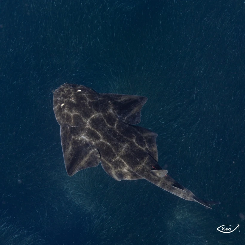 iSea - Φωτογραφία ΑΠΕ