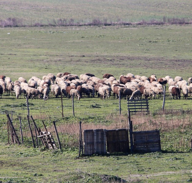 Θέμα χρόνου η διασταύρωση στοιχείων του ΟΠΕΚΕΠΕ από την ΑΑΔΕ - Πώς θα γίνει ο έλεγχος