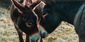 Κίνα: Σφάζουν έξι εκατομμύρια γαιδάρους ετησίως για το δέρμα τους - Καταρρέει ο πληθυσμός τους Κίνα: Σφάζουν έξι εκατομμύρια γαιδάρους ετησίως για το δέρμα τους - Καταρρέει ο πληθυσμός τους