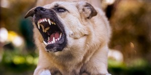Αδέσποτο σκυλί επιτέθηκε σε 12χρονη στη Λάρισα – Μεταφέρθηκε στο νοσοκομείο Αδέσποτο σκυλί επιτέθηκε σε 12χρονη στη Λάρισα – Μεταφέρθηκε στο νοσοκομείο