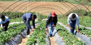 Παράνομo τo 25% των φυτοφαρμάκων στην Ελλάδα – Δομή οργανωμένου εγκλήματος πίσω από το εμπόριο Παράνομo τo 25% των φυτοφαρμάκων στην Ελλάδα – Δομή οργανωμένου εγκλήματος πίσω από το εμπόριο