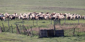 SΟS από τους κτηνοτρόφους: «Κατάρρευση» της ζωικής παραγωγής - Η καθαρή αυτάρκεια δεν ξεπερνά το 13% SΟS από τους κτηνοτρόφους: «Κατάρρευση» της ζωικής παραγωγής - Η καθαρή αυτάρκεια δεν ξεπερνά το 13%