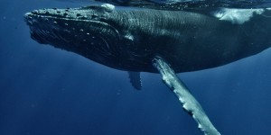 Ιαπωνία: Πρώτη θανάτωση πτεροφάλαινας μετά από 48 χρόνια - Οργή από διεθνείς οργανώσεις Ιαπωνία: Πρώτη θανάτωση πτεροφάλαινας μετά από 48 χρόνια - Οργή από διεθνείς οργανώσεις