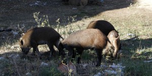 Αχαρνές: Οικογένεια αγριογούρουνων κόβει βόλτες ψάχνοντας τροφή και το βίντεο γίνεται viral Αχαρνές: Οικογένεια αγριογούρουνων κόβει βόλτες ψάχνοντας τροφή και το βίντεο γίνεται viral