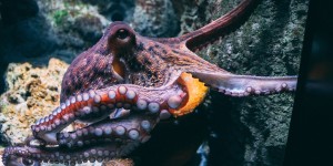 Δείτε το βίντεο με το super χταπόδι: Ανέπτυξε ένατο πλοκάμι που απέκτησε αυτόνομη βούληση Δείτε το βίντεο με το super χταπόδι: Ανέπτυξε ένατο πλοκάμι που απέκτησε αυτόνομη βούληση