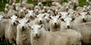 Προειδοποιήσεις για την εκτροφή αιγοπροβάτων στην Ελλάδα - Προβλήματα με την ευζωία των ζώων Προειδοποιήσεις για την εκτροφή αιγοπροβάτων στην Ελλάδα - Προβλήματα με την ευζωία των ζώων