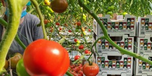 Θερμοκήπια Smart Greenhouses: Το Μέλλον της Ελληνικής Γεωργίας Θερμοκήπια Smart Greenhouses: Το Μέλλον της Ελληνικής Γεωργίας