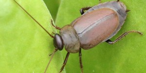 Κι όμως η κατσαρίδα παράγει γάλα και είναι και πιο θρεπτικό από το αγελαδινό Κι όμως η κατσαρίδα παράγει γάλα και είναι και πιο θρεπτικό από το αγελαδινό
