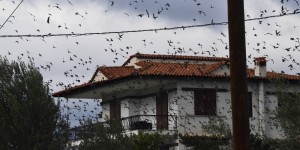 Πουλιά: Τι σημαίνει όταν πηγαίνουν συνέχεια σε ένα σπίτι Πουλιά: Τι σημαίνει όταν πηγαίνουν συνέχεια σε ένα σπίτι