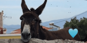 Μοναδική στιγμή σε σχολείο: Γαϊδαράκος απολαμβάνει μαθητές που τραγουδούν τον «Θούριο», δείτε βίντεο Μοναδική στιγμή σε σχολείο: Γαϊδαράκος απολαμβάνει μαθητές που τραγουδούν τον «Θούριο», δείτε βίντεο