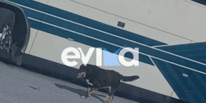 Απίστευτο σκηνικό στην Εύβοια: Σκύλος ήθελε να κάνει βόλτες με... σχολικό λεωφορείο Απίστευτο σκηνικό στην Εύβοια: Σκύλος ήθελε να κάνει βόλτες με... σχολικό λεωφορείο