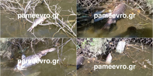 Στερεύει ο Έβρος λόγω υπεράντλησης από την Τουρκία - Νεκρά ψάρια και αύξηση αλατότητας Στερεύει ο Έβρος λόγω υπεράντλησης από την Τουρκία - Νεκρά ψάρια και αύξηση αλατότητας
