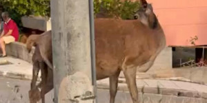 Πάρνηθα: Ελαφίνα έχασε το νεογνό στη γέννα - Σώθηκε τη τελευταία στιγμή με παρέμβαση των κατοίκων Πάρνηθα: Ελαφίνα έχασε το νεογνό στη γέννα - Σώθηκε τη τελευταία στιγμή με παρέμβαση των κατοίκων