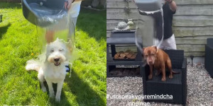Bark Your Mind Challenge: Αντιδράσεις από challenge στο TikTok - Μπουγελώνουν ανυποψίαστα σκυλάκια Bark Your Mind Challenge: Αντιδράσεις από challenge στο TikTok - Μπουγελώνουν ανυποψίαστα σκυλάκια