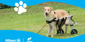 Walking Together: Allianz και Plus2Feet δίνουν κίνηση και ελπίδα στα ζώα που το χρειάζονται Walking Together: Allianz και Plus2Feet δίνουν κίνηση και ελπίδα στα ζώα που το χρειάζονται