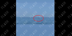 Απρόσμενοι επισκέπτες σε παραλία στους Αγίους Θεοδώρους – Δελφίνια ξεσήκωσαν τους λουόμενους Απρόσμενοι επισκέπτες σε παραλία στους Αγίους Θεοδώρους – Δελφίνια ξεσήκωσαν τους λουόμενους