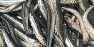 Σαρδέλα: Στα 12 ευρώ το ψάρι των φτωχών - Πάνω από 100% η αύξηση στα λαϊκά ψάρια από το 2023 Σαρδέλα: Στα 12 ευρώ το ψάρι των φτωχών - Πάνω από 100% η αύξηση στα λαϊκά ψάρια από το 2023