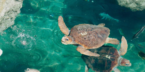 SOS για Caretta Caretta: Παρέμβαση του Συνηγόρου του Πολίτη για αυστηρότερους όρους στις παραλίες SOS για Caretta Caretta: Παρέμβαση του Συνηγόρου του Πολίτη για αυστηρότερους όρους στις παραλίες