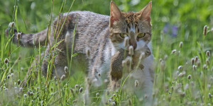 Αδέσποτη γάτα στο ΑΠΘ «εξολόθρευσε» ολόκληρη αποικία απειλούμενου σκίουρου - SOS από τους ειδικούς Αδέσποτη γάτα στο ΑΠΘ «εξολόθρευσε» ολόκληρη αποικία απειλούμενου σκίουρου - SOS από τους ειδικούς