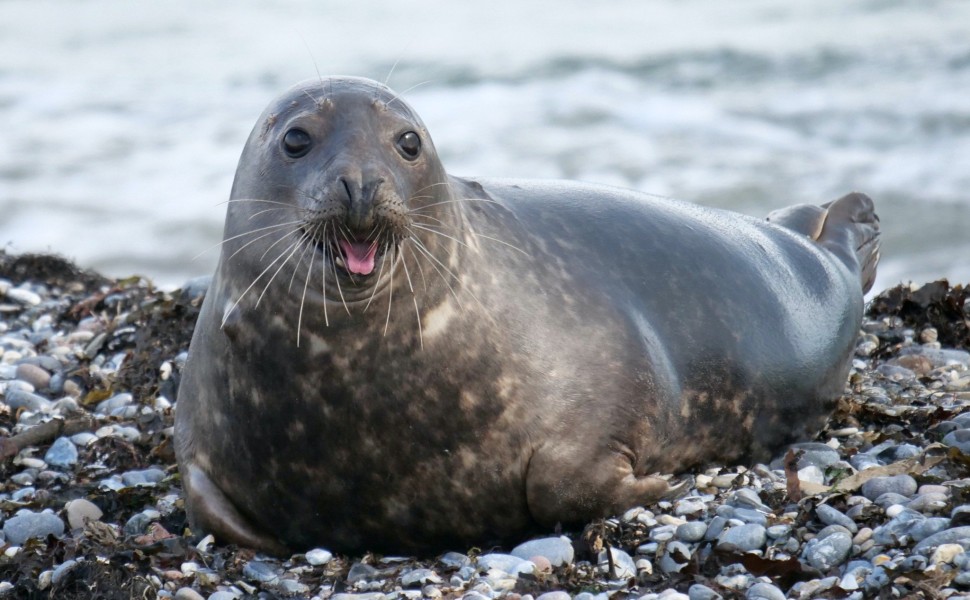 seal/unsplash