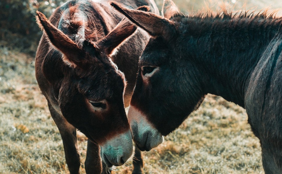 φωτό unsplash