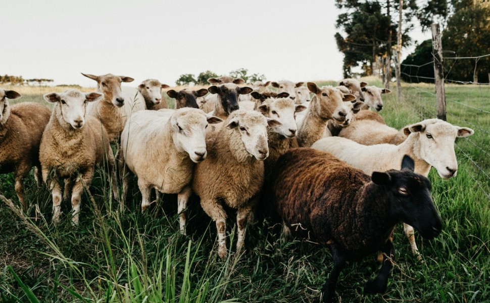 Φωτογραφία: Unsplash