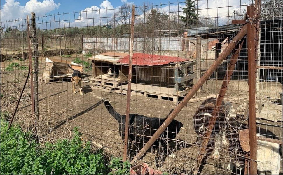 Υπό άθλιες συνθήκες ζούσαν σκυλιά στη Θέρμη Θεσσαλονίκης/Αστυνομία