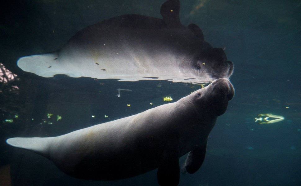 Manatees / Reuters