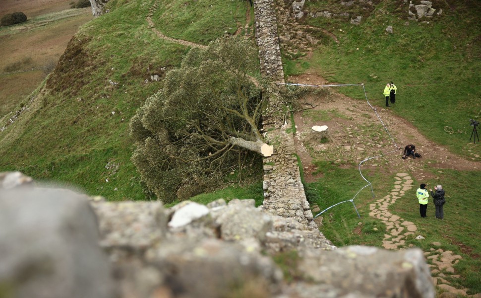 Το Sycamore Gap tree / φωτ. ΑΠΕ ΕΡΑ