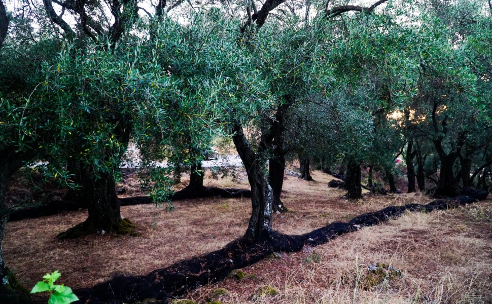 Ελαιώνας (Eurokinissi)