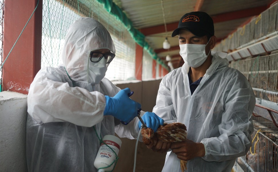 ECUADOR AVIAN FLU/EPA/ΑΠΕ-ΜΠΕ