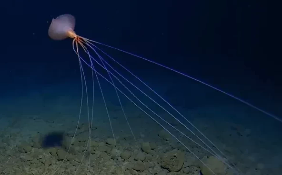 Deep Sea Research Center, University of Western Australia