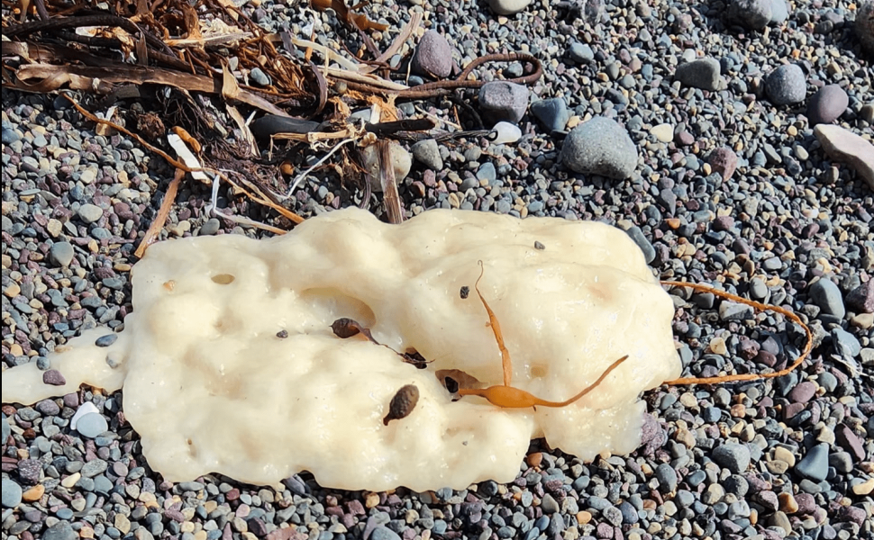 Beachcombers of Newfoundland and Labrador - Facebook