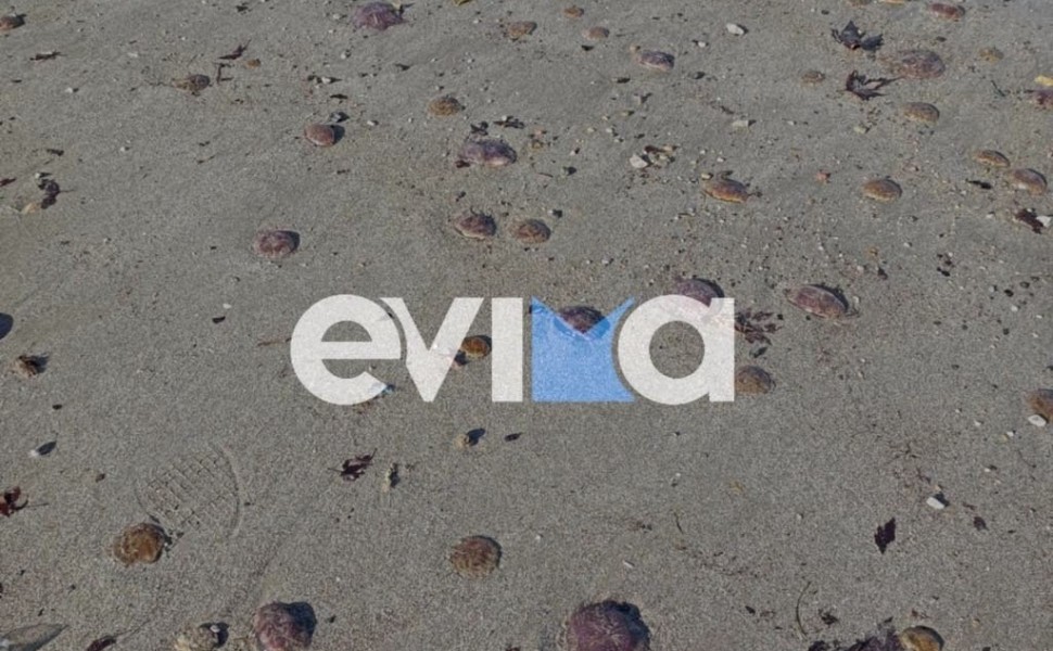 πηγή: Evima