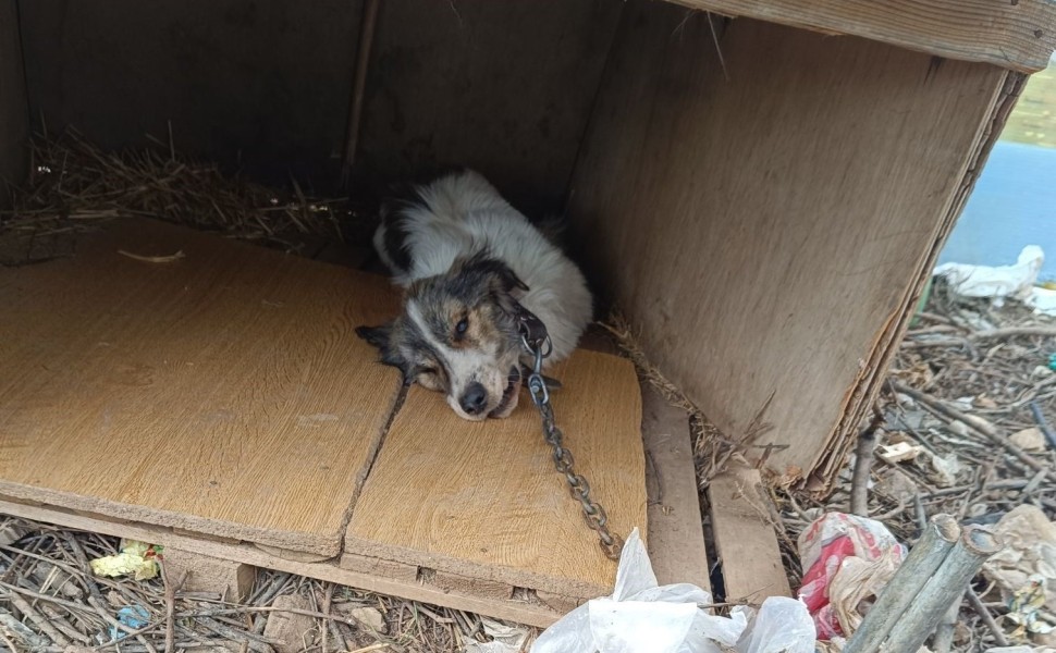 Facebook/Strays of Halkidiki