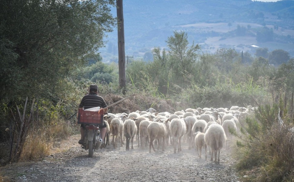 Κοπάδι προβάτων/Φωτ. αρχείου, EUROKINISSI