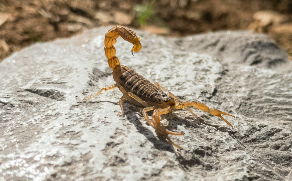 Φωτογραφία αρχείου (Sina Katirachi / Unsplash)