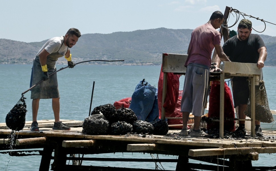 Φωτό αρχείου, μυδοκαλλιέργεια στην Ελλάδα, Μιχάλης Καραγιάννης/Eurokinissi