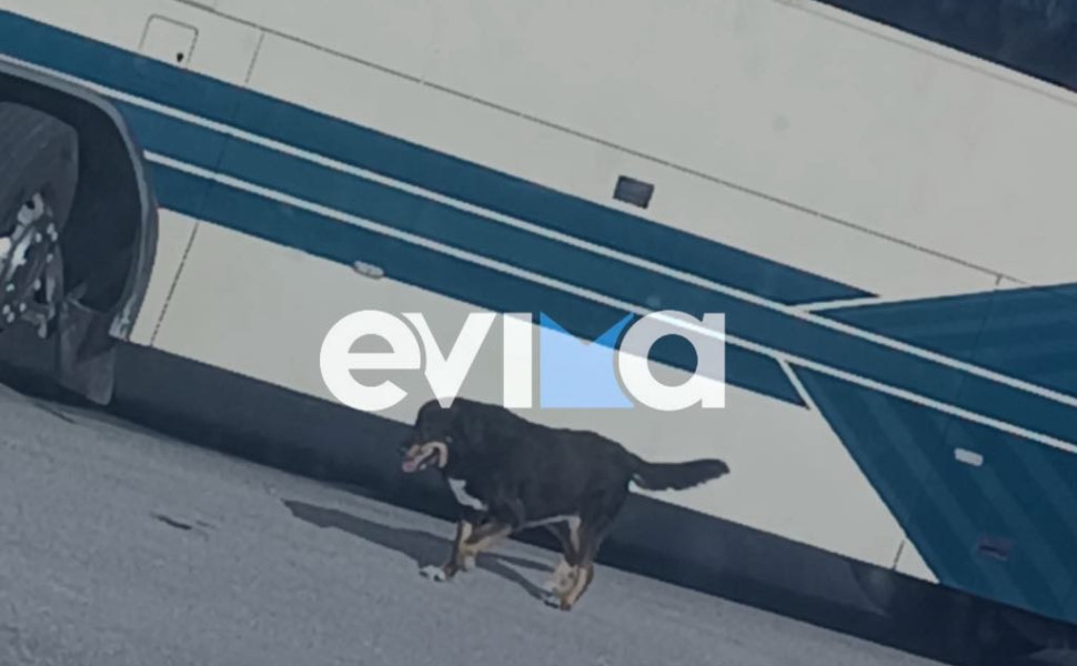 πηγή: Evima