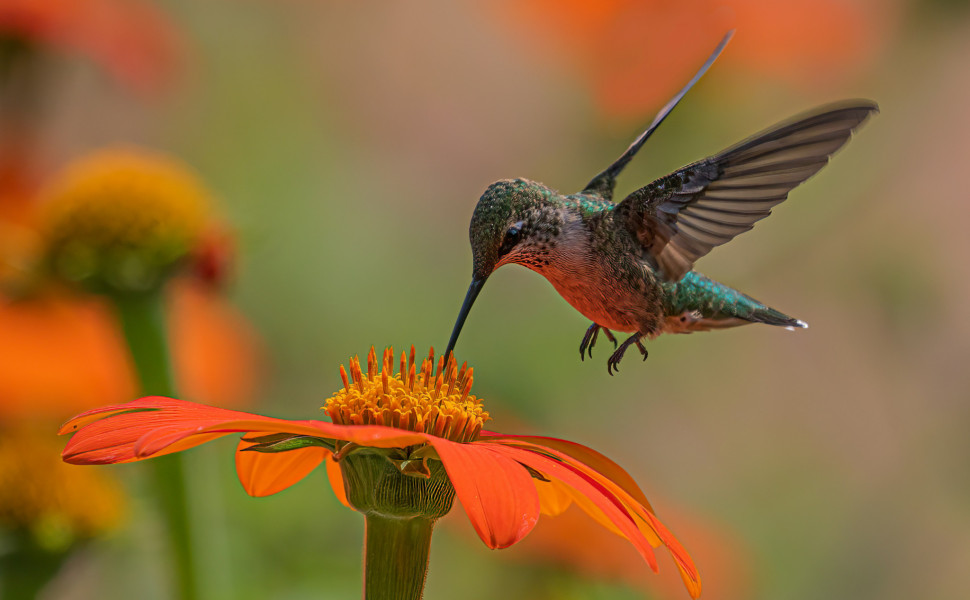 Dulcey Lima - Unsplash Dulcey Lima - Unsplash