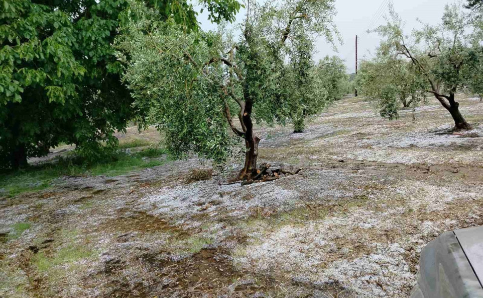 Φωτογραφία: halkidikinews.gr Φωτογραφία: halkidikinews.gr