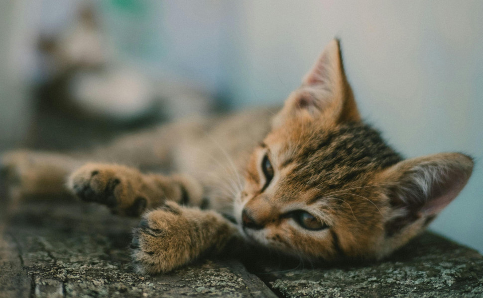 Πηγή: Pexels Πηγή: Pexels