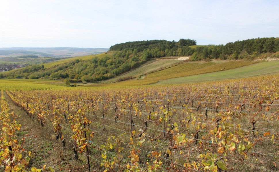 Photo by vinsdebourgogne.nl on Unsplash Photo by vinsdebourgogne.nl on Unsplash