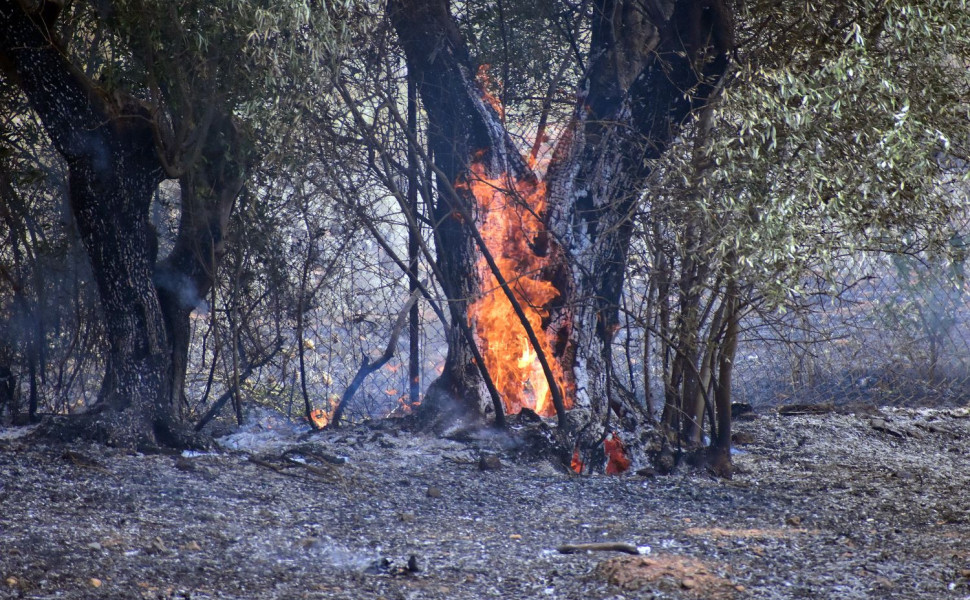 Παλαιότερο στιγμιότυπο από φωτιά σε δασική έκταση/Φωτ. αρχείου EUROKINISSI Παλαιότερο στιγμιότυπο από φωτιά σε δασική έκταση/Φωτ. αρχείου EUROKINISSI