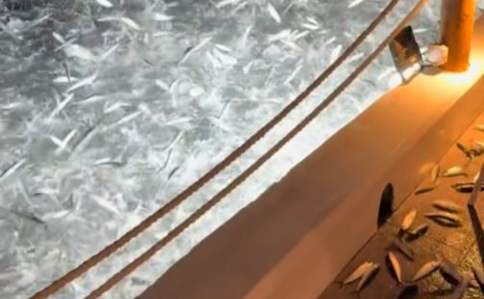 Φωτό: TikTok/alatiseafood
