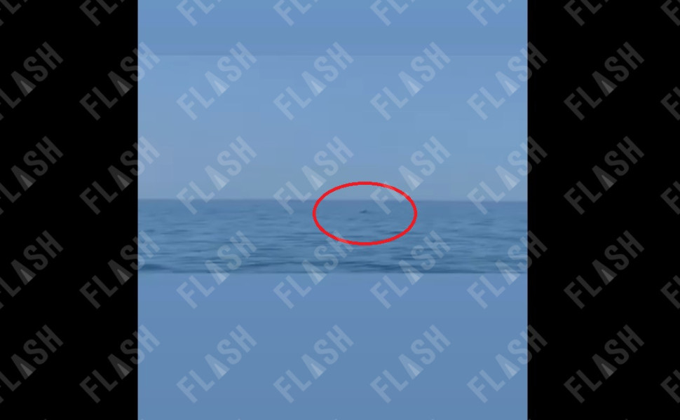 Δελφίνια εμφανίστηκαν σε παραλία των Αγίων Θεοδώρων / Flash.gr Δελφίνια εμφανίστηκαν σε παραλία των Αγίων Θεοδώρων / Flash.gr