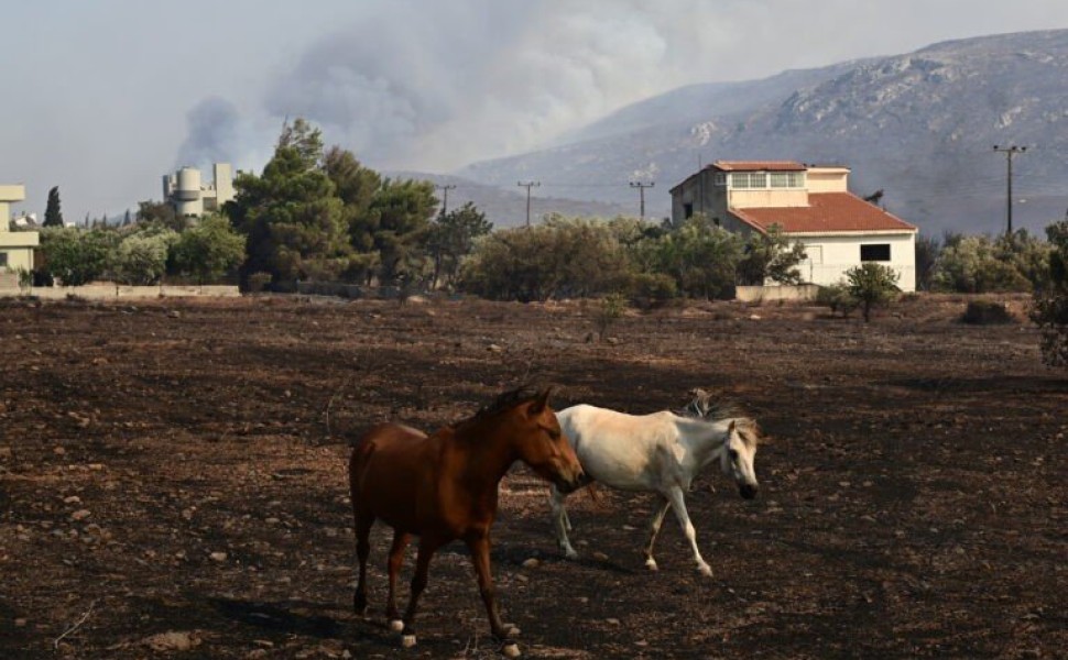 Πυρκαγιά στον Νέο Κουβαρά Αττικής, Δευτέρα 17 Ιουλίου 2023. Για την κατάσβεσή της επιχείρησαν 30 πυροσβέστες με 14 οχήματα, 2 αεροσκάφη και 4 ελικόπτερα.
(ΜΙΧΑΛΗΣ ΚΑΡΑΓΙΑΝΝΗΣ/EUROKINISSI) Πυρκαγιά στον Νέο Κουβαρά Αττικής, Δευτέρα 17 Ιουλίου 2023. Για την κατάσβεσή της επιχείρησαν 30 πυροσβέστες με 14 οχήματα, 2 αεροσκάφη και 4 ελικόπτερα.
(ΜΙΧΑΛΗΣ ΚΑΡΑΓΙΑΝΝΗΣ/EUROKINISSI)